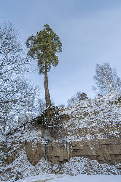 Pine tree over frozen river stock photo