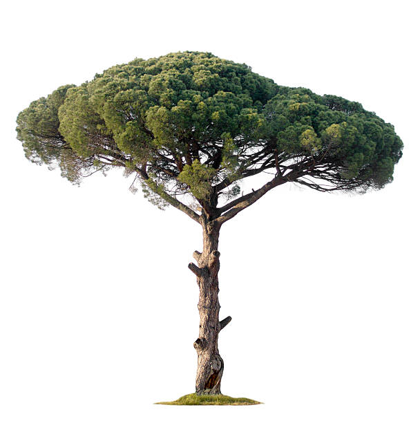 Pine tree  ponderosa pine tree stock pictures, royalty-free photos & images