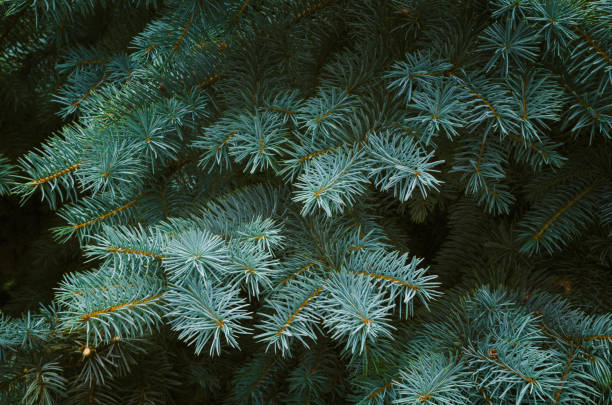 Pine tree Close up of a pine tree branch with warm green and yellow tones ponderosa pine tree stock pictures, royalty-free photos & images