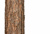 istock pine tree 96653262
