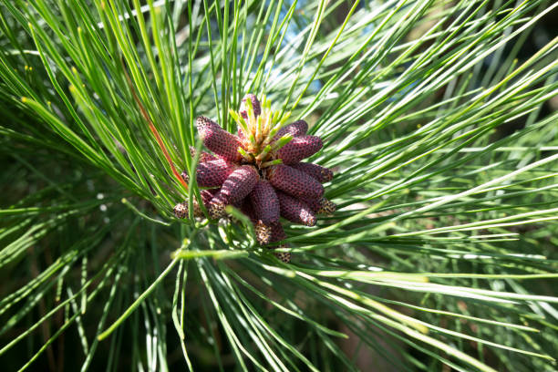 Pine tree species close up Pine tree species close up with new growth brightly colored cones of ponderosa pine. ponderosa pine tree stock pictures, royalty-free photos & images