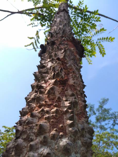 pine tree trunk texture that is old and damp growing in front of the Lawang Sewu tourism place stock photo