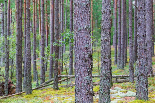 tall trädstammar i skogen - skog sverige bildbanksfoton och bilder