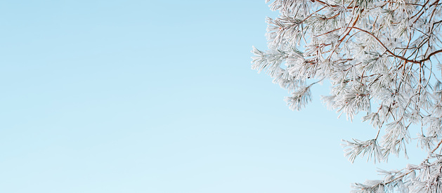 Pine tree twig covered with hoarfrost and snow on sunny winter day against background of clear blue sky, outdoors. Frozen beautiful plant, banner with copy space.