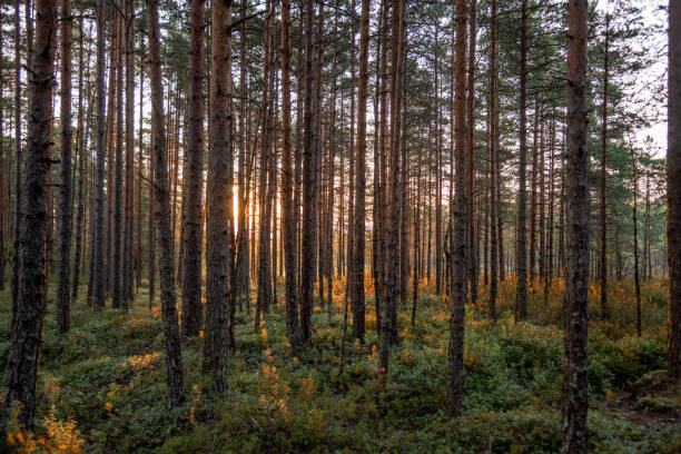 pine tree woods pine tree woods estonia stock pictures, royalty-free photos & images