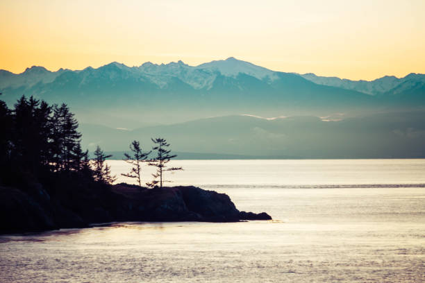Pine trees standing on the coast with the Olympic stock photo