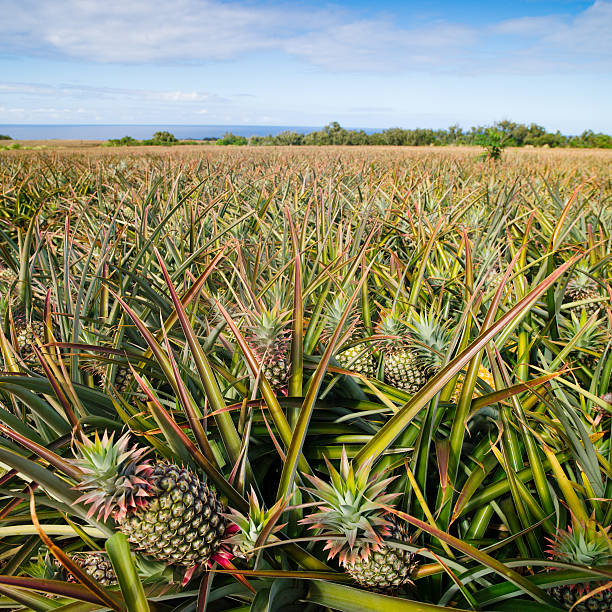 ananas landwirtschaft plantation - pineapple plantation stock-fotos und bilder