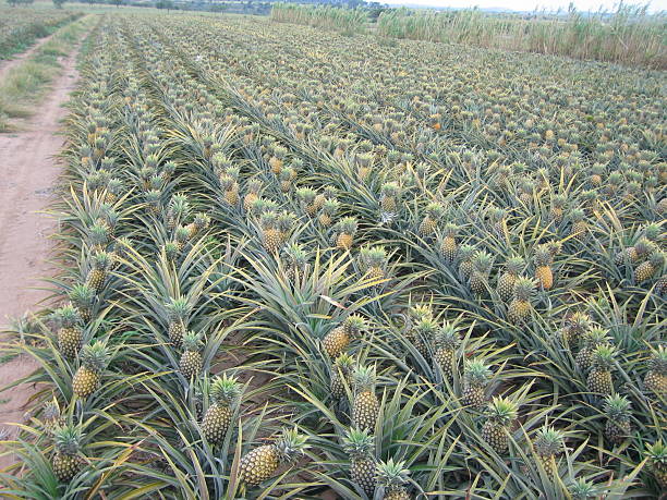 ananas-farm - pineapple plantation stock-fotos und bilder