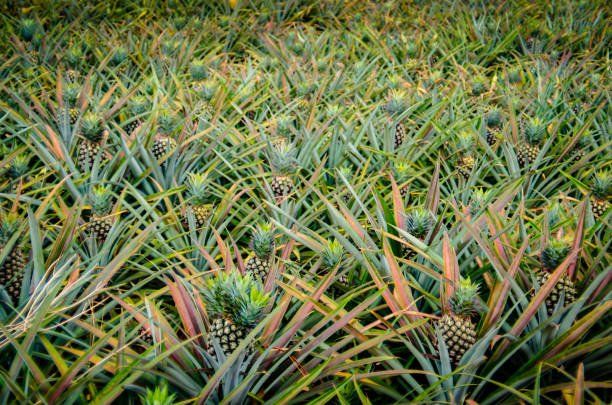 Pineapple fruit in farm stock photo