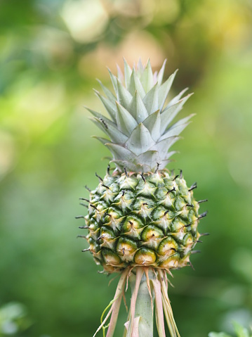 pineapple fruit on blurred of nature background