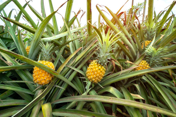 ananasfrüchte auf der plantage - pineapple plantation stock-fotos und bilder