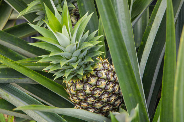 im hof wachsen ananas - pineapple plantation stock-fotos und bilder