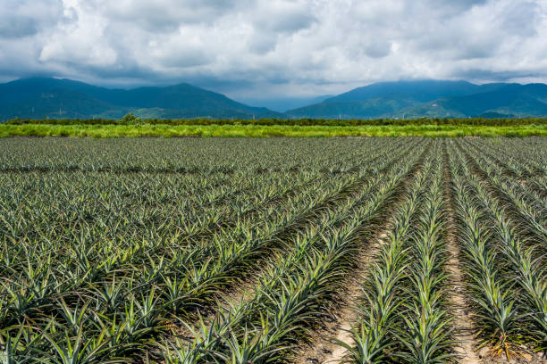 ananas auf dem feld , tropische früchte von taiwan. - pineapple plantation stock-fotos und bilder