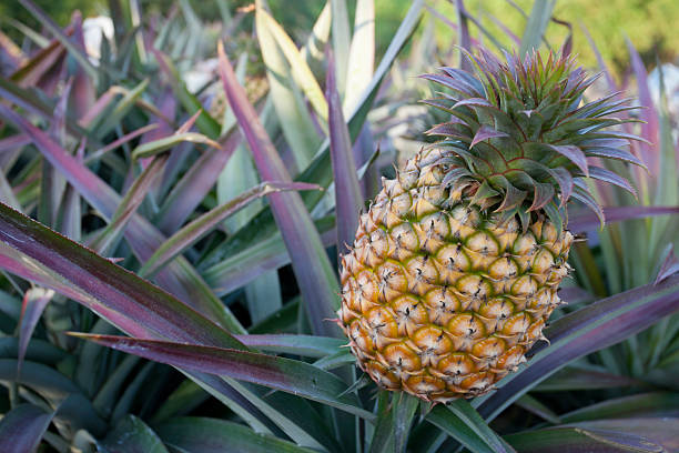 ananas - pineapple plantation stock-fotos und bilder
