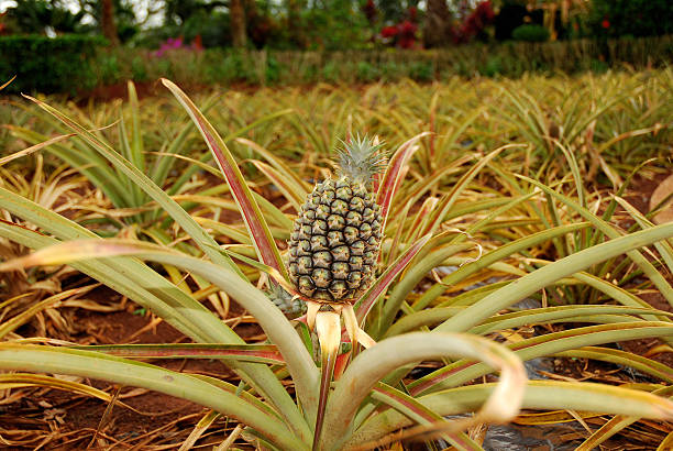 ananas - pineapple plantation stock-fotos und bilder