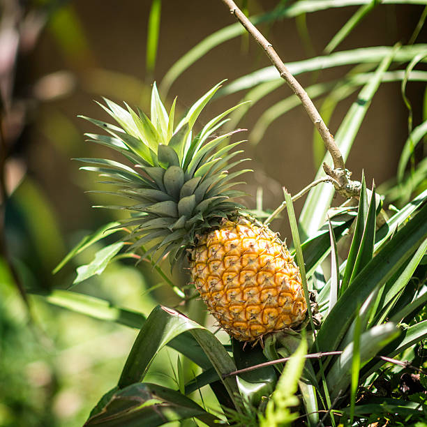ananas-plant - pineapple plantation stock-fotos und bilder