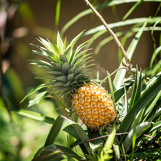 Royalty Free Pineapple Tree Pictures Images and Stock Photos iStock Royalty Free Pineapple Tree Pictures Images and Stock Photos iStock