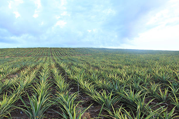 pineas-plantage hintergrund - pineapple plantation stock-fotos und bilder