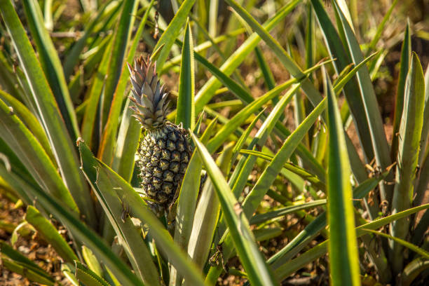 frucht einer ananas-plantage exotische - pineapple plantation stock-fotos und bilder