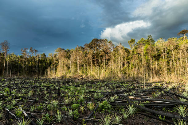 ananas-plantage in einer abgeholzten zone in borneo kalimantan - pineapple plantation stock-fotos und bilder