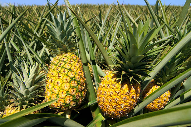 ananasplantage - pineapple plantation stock-fotos und bilder