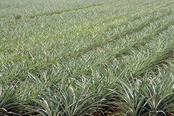 ananas-plantage - pineapple plantation stock-fotos und bilder