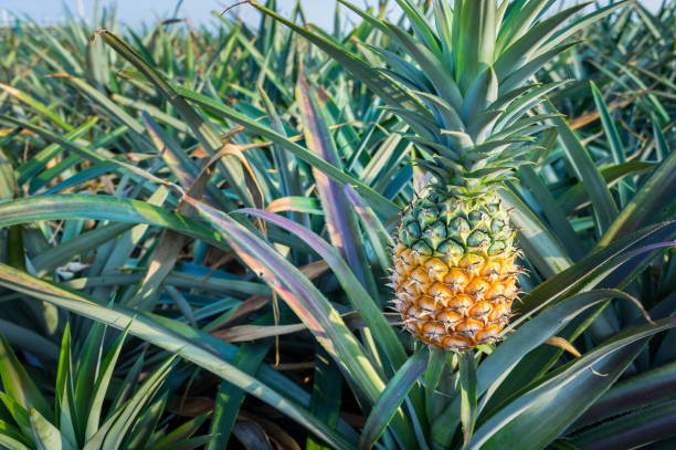ananas tropische früchte wachsen auf einer farm  - pineapple plantation stock-fotos und bilder