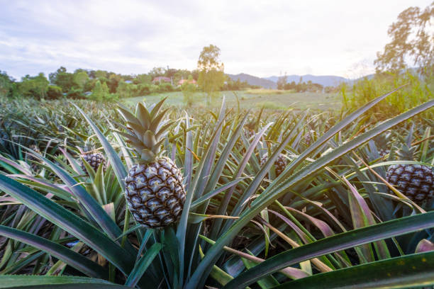 ananas tropische rindsanbau im garten mit berghintergrund - pineapple plantation stock-fotos und bilder