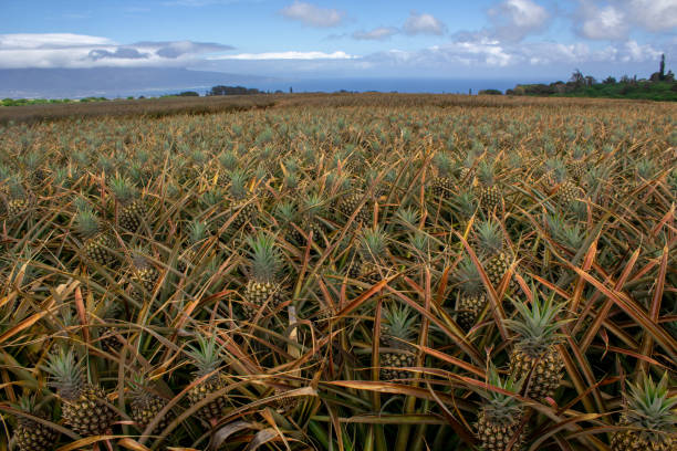 ananas wächst auf dem feld - pineapple plantation stock-fotos und bilder