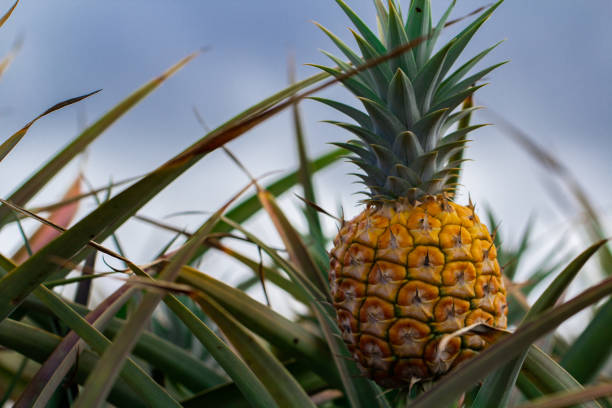 ananas wächst auf dem feld - pineapple plantation stock-fotos und bilder