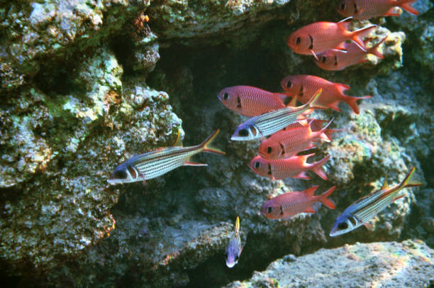 Pinecone soldierfishes stock photo