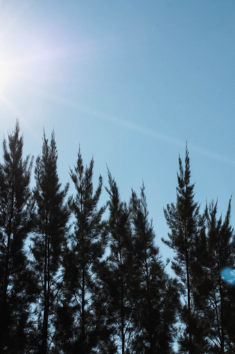 reflection of sun among the pines in the blue sky