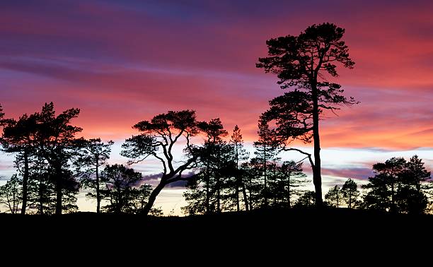 Pines in the sunset stock photo