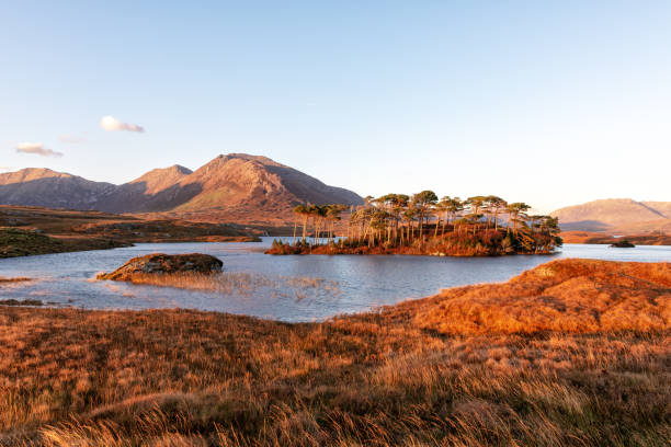 Pines Island, Derryclare Lough, Connemara, Ireland Pines Island in autumn at sunset, Derryclare Lough, Connemara, County Galway, Ireland. Twelve Bens mountain range in background. connemara stock pictures, royalty-free photos & images