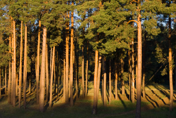 Pines lit by the morning sun stock photo