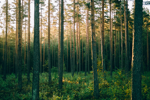 Morning sunrise through the pinewood treetops in Norwegian forest