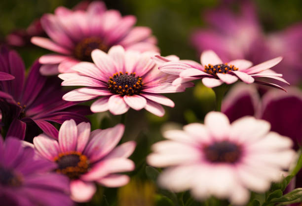 Pink African Daises (Osteospermum) in Bloom Pink African Daises (Osteospermum) in Bloom perennial stock pictures, royalty-free photos & images