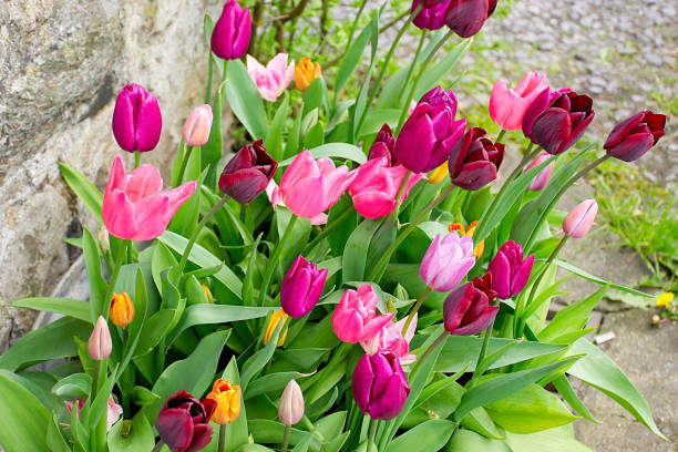 Pink and burgundy tulip flowers growing on flower bed in front garden. stock photo