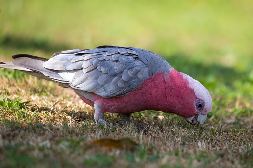 As the new growth of spring appears, these beautiful pink and grey birds flock to grassy areas throughout Australia to feed on the seeds and flowers
