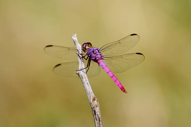 Pink and Purple Dragonfly Pink and Purple Roseate Skimmer Dragonfly on a twig uvalde stock pictures, royalty-free photos & images