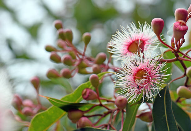 Pink and white blossoms and buds of the Australian native Corymbia Fairy Floss, family Myrtaceae Pink and white blossoms and buds of the Australian native Corymbia Fairy Floss, family Myrtaceae. Grafted cultivar of Corymbia ficifolia which is endemic to Western Australia australian culture stock pictures, royalty-free photos & images