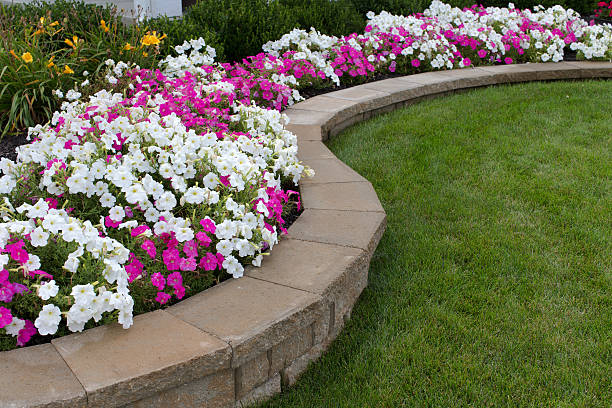 Pink and White Petunias Peink and White petunias on the flower bed along with the grass landscaped stock pictures, royalty-free photos & images