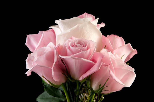 Pink and White Rose Arrangement stock photo