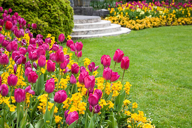 Pink and yellow flowers around a garden lawn stock photo
