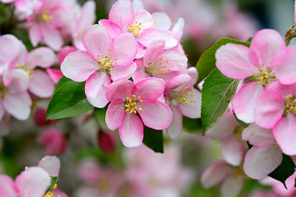 pink apple blossoms blooming in the spring - appelbloesem stockfoto's en -beelden