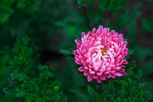Pink aster flower in the summer garden. Blooming callistephus on bokeh background