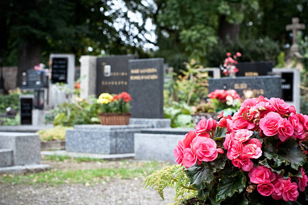 Pink begonia at a tombstone stock photo
