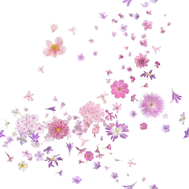 ピンクの花の花の芽が簡単 - 花びら　舞う ストックフォトと画像