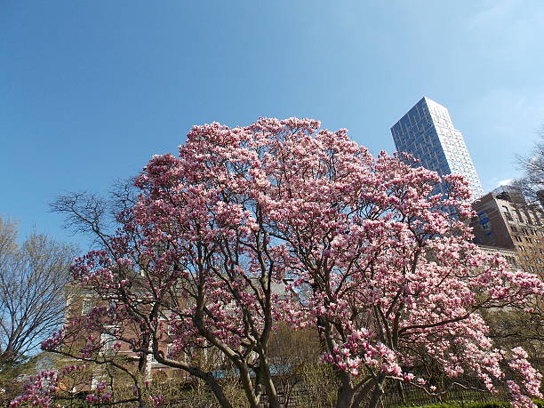 Pink Blossoming Tree Against City Skyline stock photo