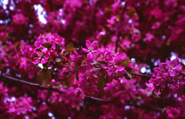 Pink Blossoms Bloom in a Tree stock photo